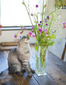 花の香りを嗅ぐ子猫かわいい